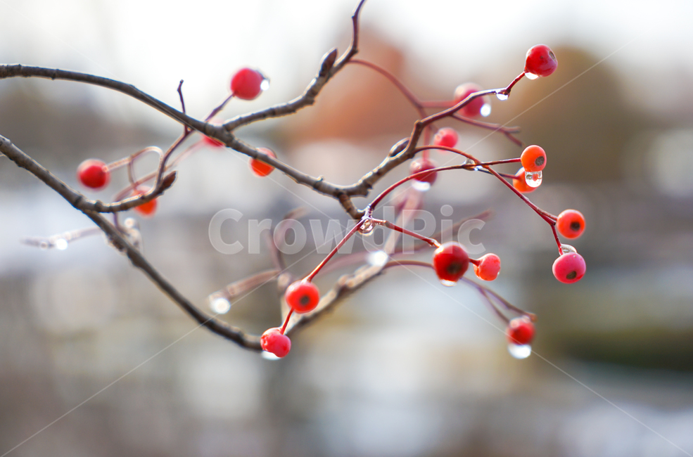 열매,비,빗물,나무,식물,자연,빨강,식물,자연,plants,nature,과일,열매,fruit