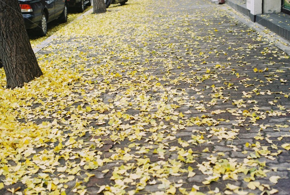 가을,은행잎,노랑,낙엽,겨울,길,가을,계절,fall,autumn,season,vehicle,차량,transportation,교통,automobile,자동차,car,차,plant,식물,path,통로