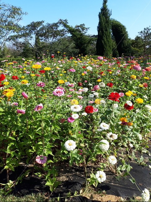 plant,식물,outdoors,옥외,꽃,정원,꽃밭,flower