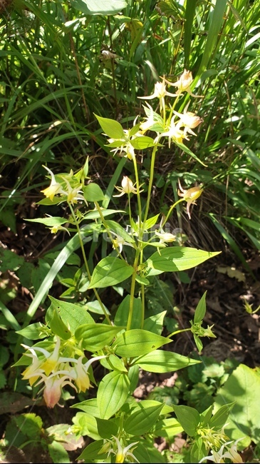 대암산,용늪,닻꽃,꽃,식물,flower,식물,자연,plants,nature,꽃,flower