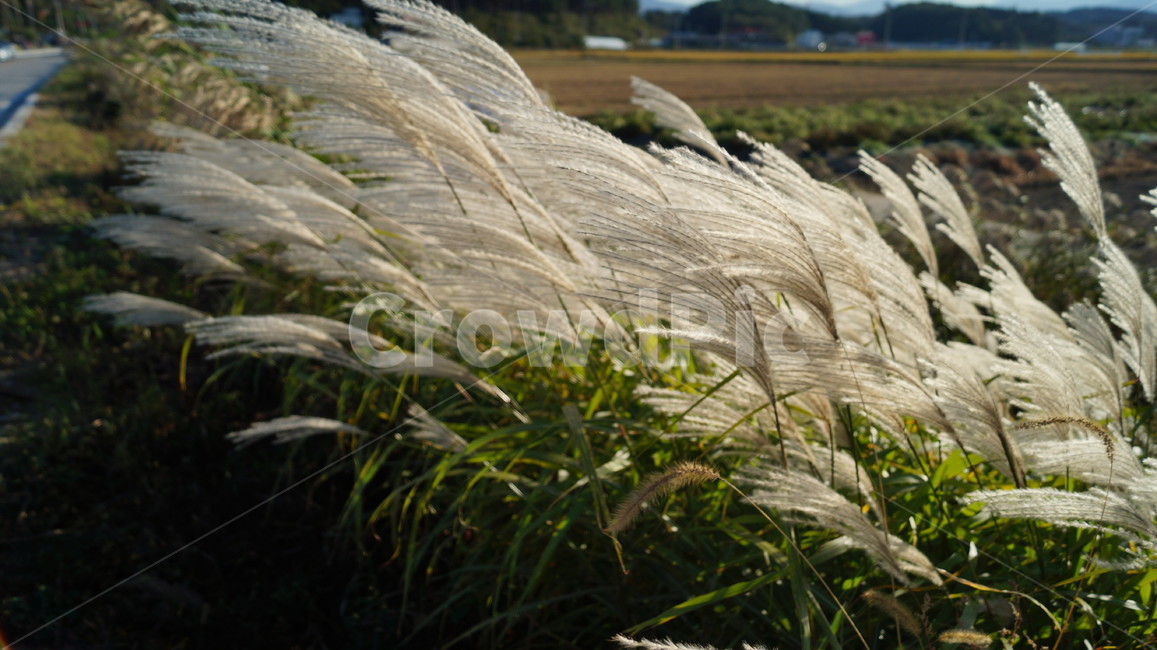 갈대,가을,녹색,하늘색,바람,식물,자연,plants,nature