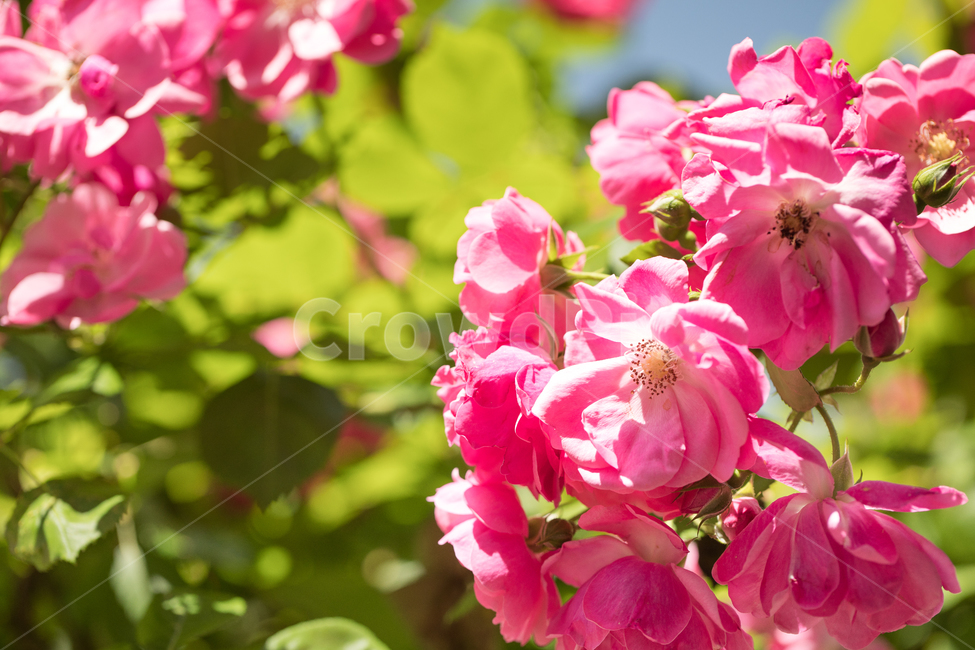 꽃,장미,분홍,식물,축제,color,flower,bloom,rose,plant,red,빨강,식물,자연,plants,nature,꽃,flower
