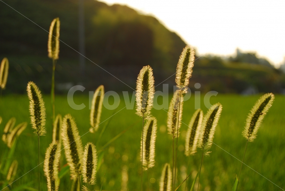 강아지풀,역광,가을,풀,보송보송,휴식,힐링,rest,relaxation,healing,식물,자연,plants,nature,감성,sensible,feeling