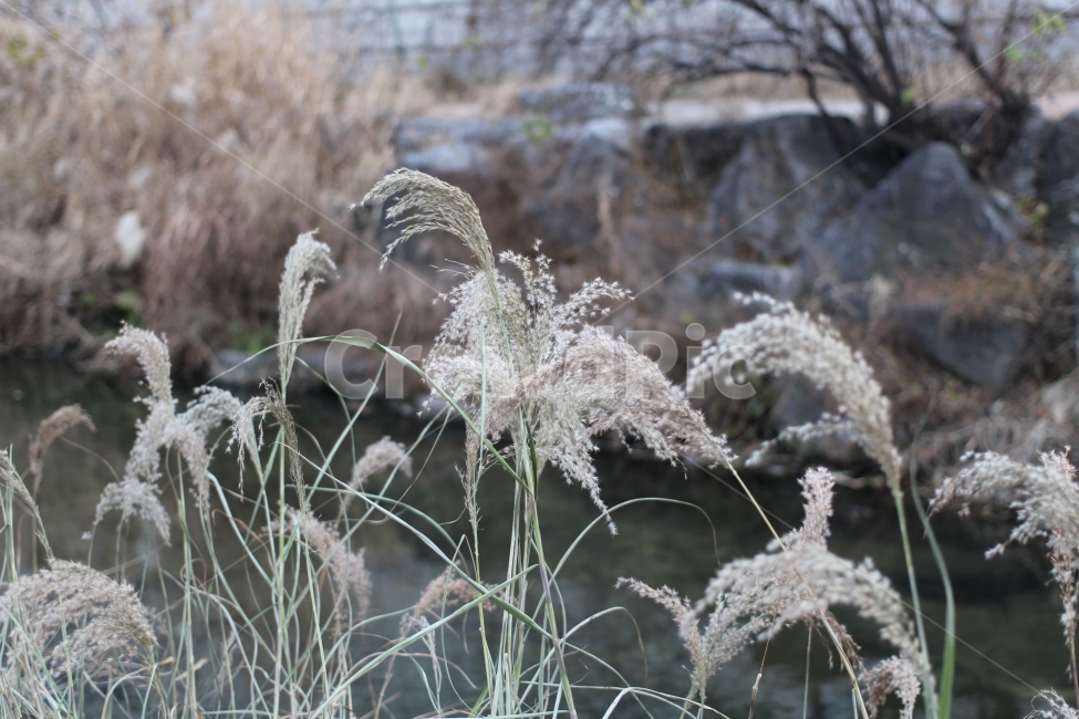 억새,겨울,억새풀,계절,겨울풍경,겨울,계절,winter,season,식물,자연,plants,nature