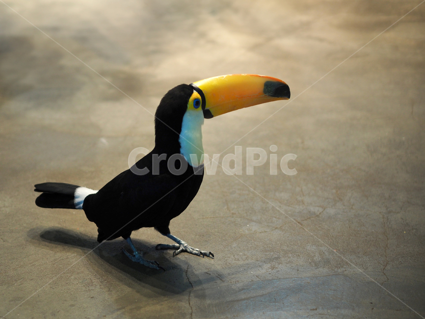 새,조류,투칸,토코투칸,큰부리새,동물원,animal,bird,birds,tocotoucan,큰부리,부리,검은새,동물,animal,조류,새,birds