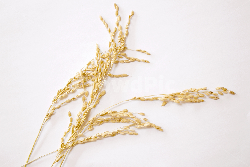 쌀,벼,곡식,곡물,음식,식재료,요리,이삭,곡류,rice,cereal,dry,ear,farming,food,gold,grain,harvest,isolated,korea,meal,nutrition,organic,plant,seed,yellow,cook,화이트,흰색,하얀색,흰배경,쌀알,알갱이,볍씨,씨,씨앗,열매,쌀알갱이,식물,자연,탑앵글,탑뷰,음식,식재료,요리,food,cook,meal,dishes,food reserves,곡류,곡식,cereals