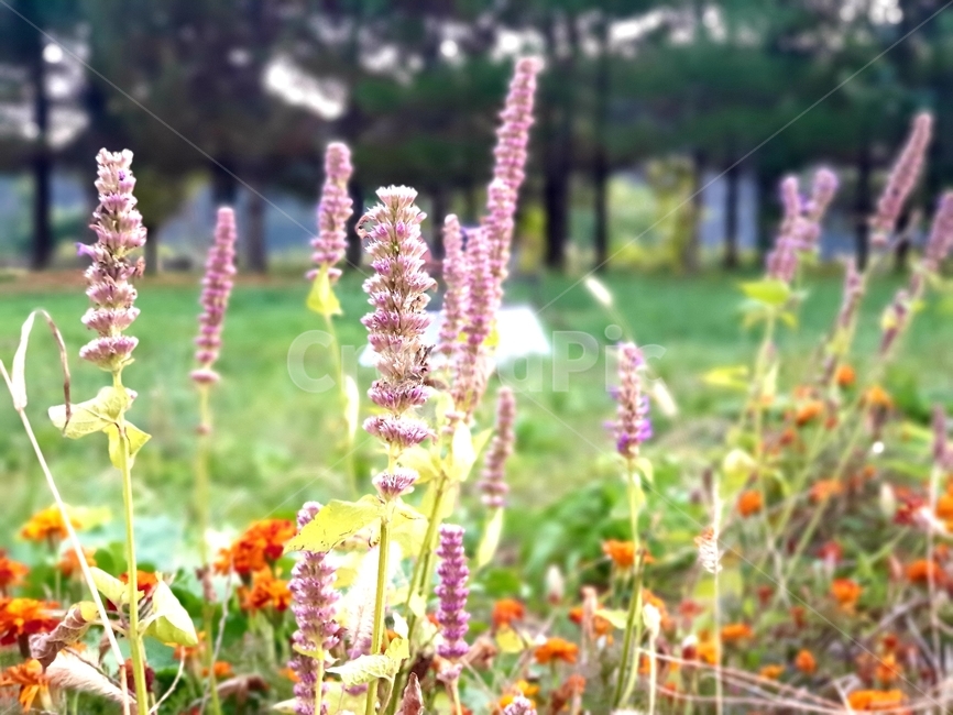plant,식물,flower,blossom,꽃