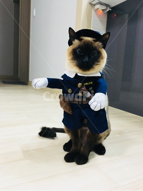 고양이,야옹이,샴,샴고양이,반려동물,반려고양이,애완동물,cat,neko,동물,동물,animal,포유류,mammal,고양이,cat,kitten,kitty