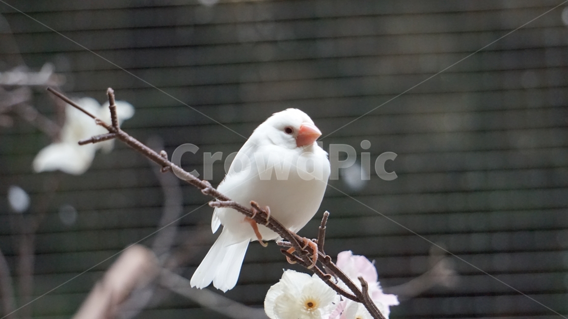 새,bird,white,하얀색,흰색,동물,animal,조류,새,birds