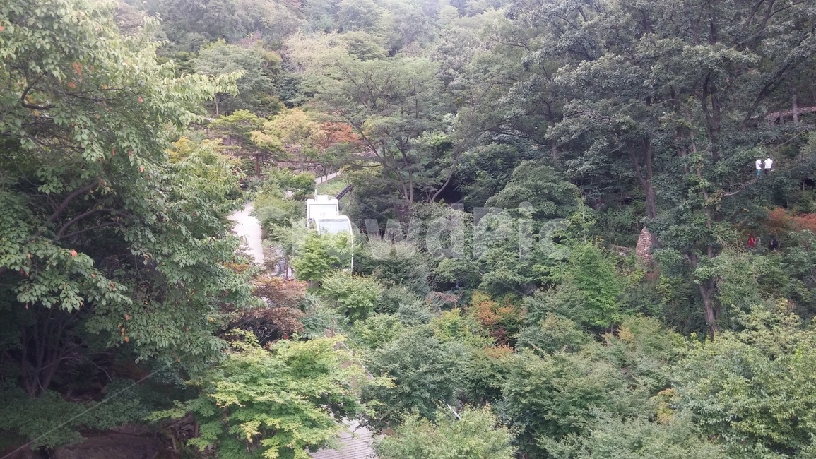 꽃,나무,돌,나비,벌,공원,숲,자연,풍경,nature,landscape,vegetation,초목,plant,식물,outdoors,옥외,tree,land,땅,rainforest,열대 우림