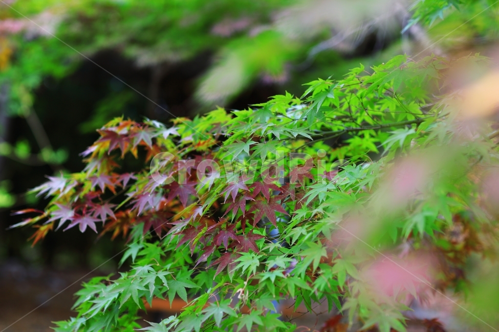 단풍,가을,잎,아웃포커싱,자연,풍경,식물,자연,plants,nature