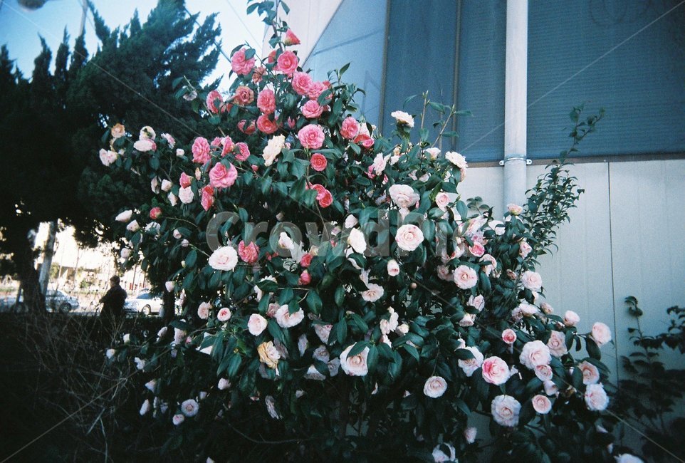 길거리장미,장미꽃,여름장미,필름사진,감성장미,식물,자연,plants,nature,꽃,flower