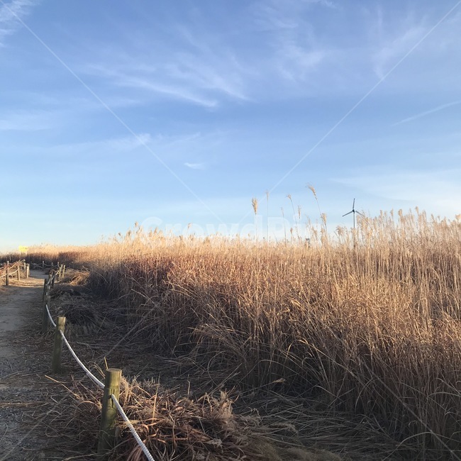 grass,잔디,식물,plant,억새,길,하늘,구름,하늘공원,공원,깨끗함,풍경,flamegrass,공원길,산책길,감성,억새길,path,자연적