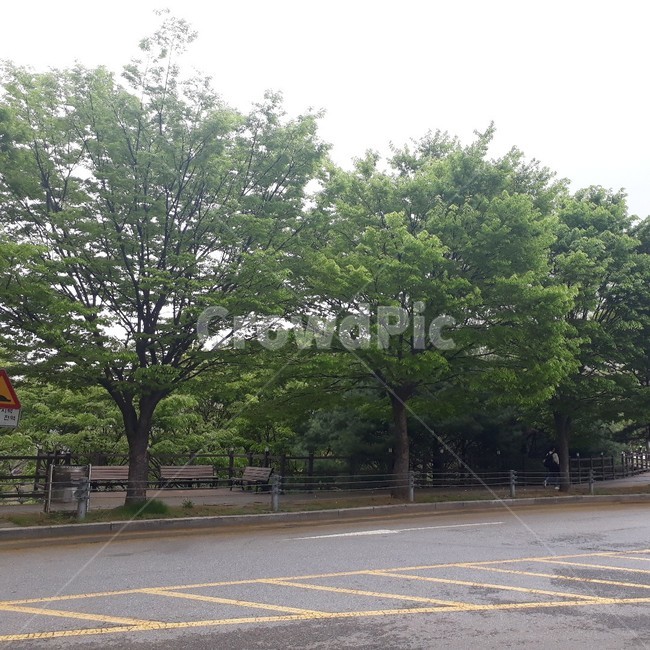 도로,road,railing,난간,banister,handrail,나무,초록,자연,길,낮,하늘,나무,trees,wood