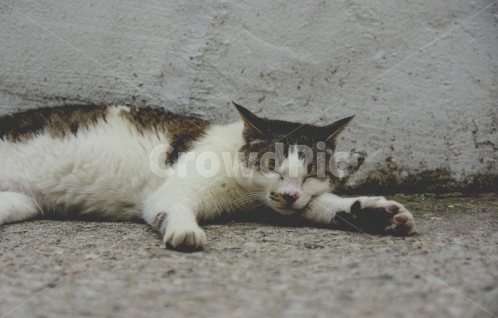 animal,동물,mammal,포유류,manx,cat,고양이,pet,동물,animal,포유류,mammal,고양이,cat,kitten,kitty