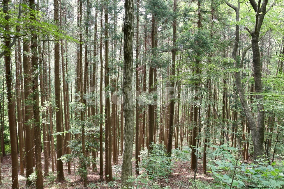 등산로,둘레길,산책로,숲,숲속,편백나무,편백나무숲