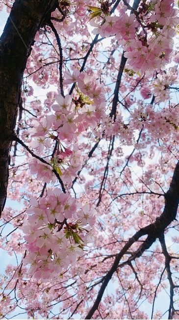 벚꽃,체리블라썸,cherryblossom,꽃잎,봄,flower,nature,spring,자연,감성,꽃,봄꽃,springtime,springflower,계절,season,식물,plants