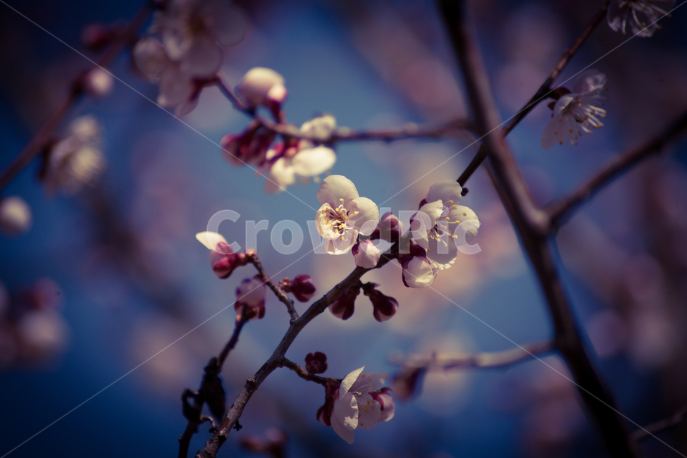 벚꽃,나무,봄,벚꽃구경,꽃,자연,flower,flowers,식물