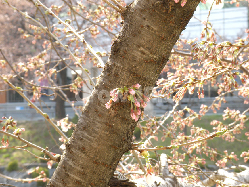 벚꽃,벗꽃,꽃,봄,벚나무,불광천,식물,자연,plants,nature,꽃,flower