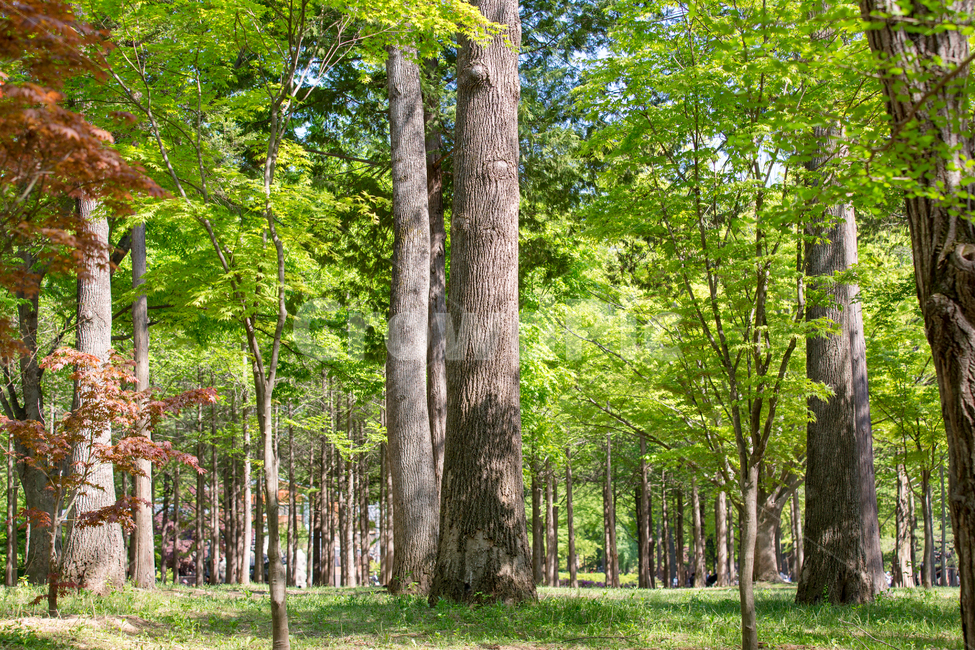 나무,wood,자연,nature,잎,녹색,식물,healing,spring