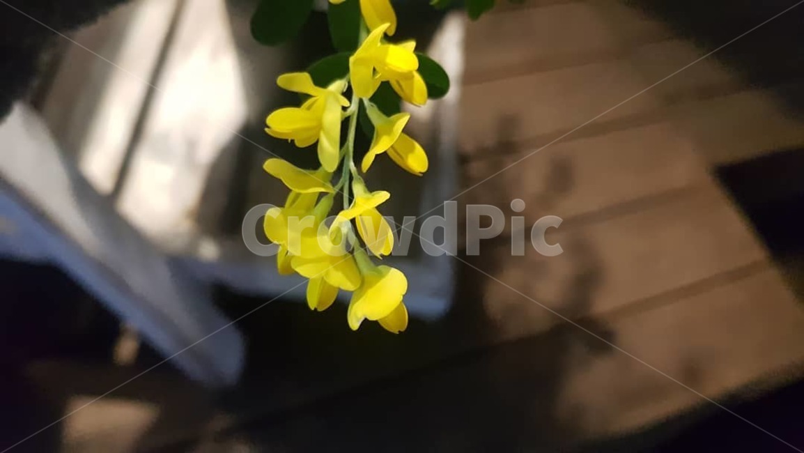 노랑색,꽃,꽃집,봄,클로즈업,식물,flower,blossom,plant
