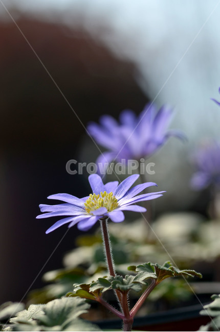 꽃,야생화,보라색,바람꽃,식물,식물,자연,plants,nature,꽃,flower