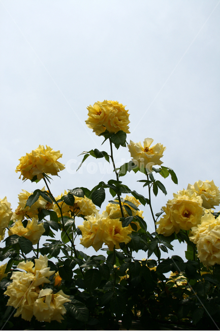 장미,rose,식물,flower,plants,nature,꽃,꽃봉오리,식물,자연,plants,nature,꽃,flower