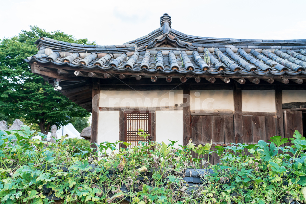 전통,경복궁,고궁,대한민국,서울,한옥,경치,야외,처마,지붕,기와,목조,목재,목조건물,문화재,조선시대,색깔,건축,한적한,조용한,역사,소박한,담장,넝쿨,식물,녹색,한국전통,한국문화,korean traditional,korean culture,건축물,건물외관,exterior,building,structure,architecture,construction