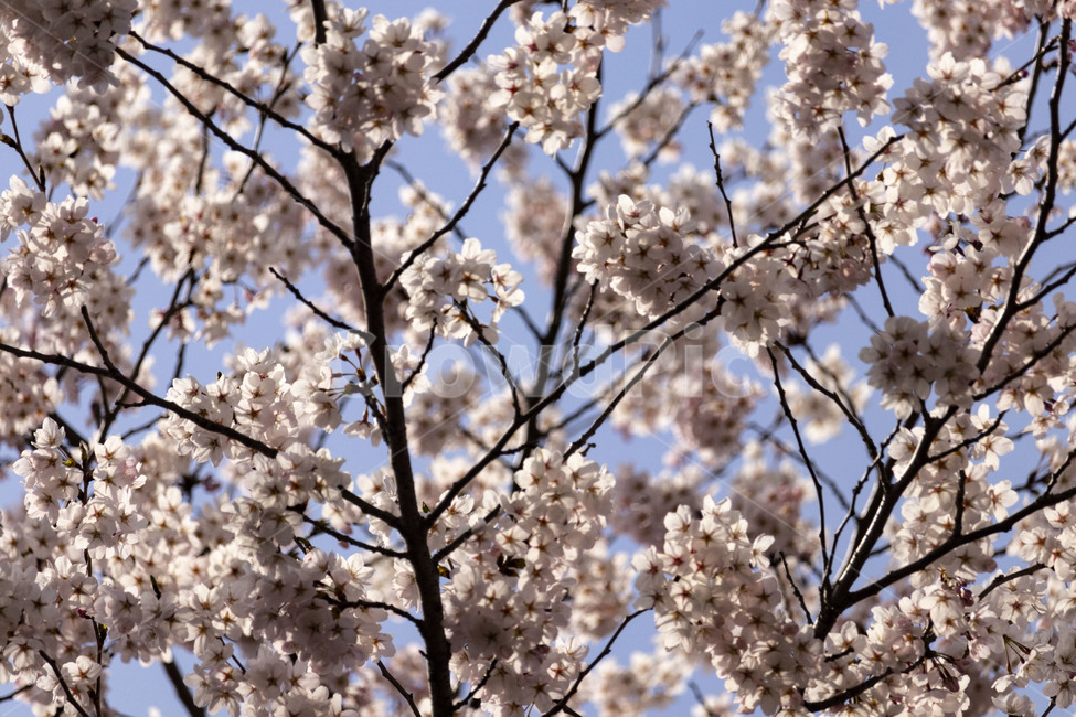벚꽃,벚나무,cherryblossoms,봄꽃,벚나무꽃,흰꽃,식물,자연,plants,nature,꽃,flower