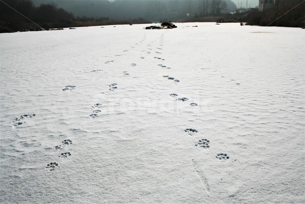 수달발자국,괴산호,달천,수달흔적,얼음판,눈,겨울,계절,winter,season,자연,풍경,nature,landscape