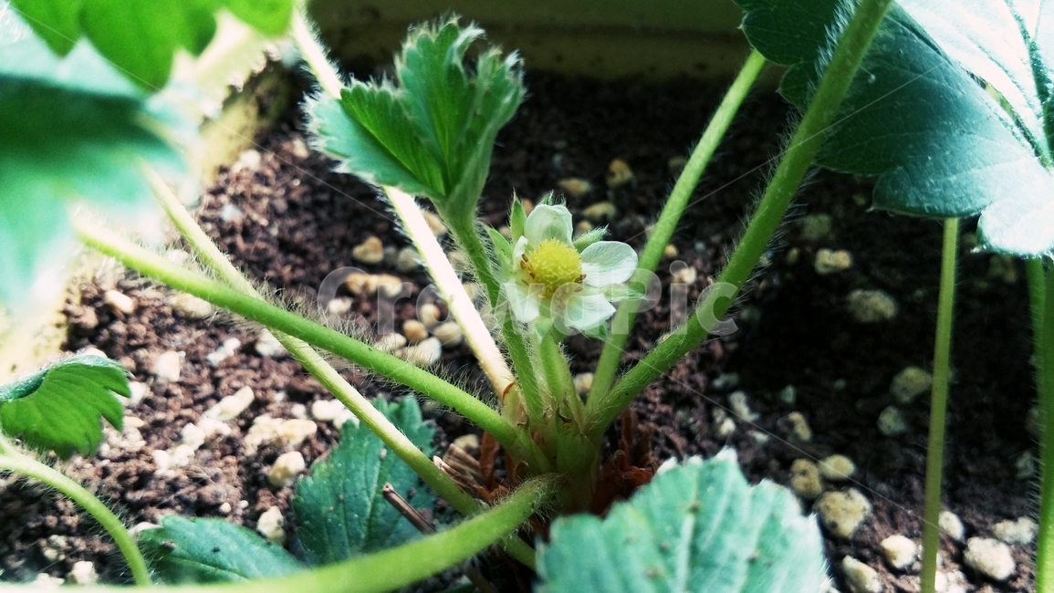 딸기,화분,꽃,녹색,재배,식물,그린,느낌,감성,기대,strawberry,flowerpot,flower,green,expectation,feeling,plants,식물,자연,plants,nature,실내용화초,화분,화초,house plant