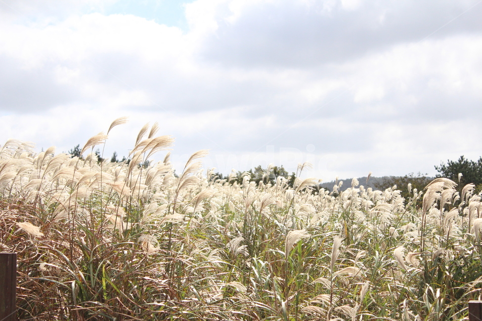 식물,억새,갈대,가을,grass,가을,계절,fall,autumn,season,식물,자연,plants,nature,잔디,plant,lawn