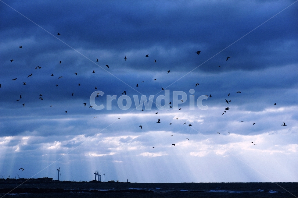 바다,갈매기,바람,일몰,제주,겨울,자연,풍경,nature,landscape,동물,animal,조류,새,birds,flock,대군