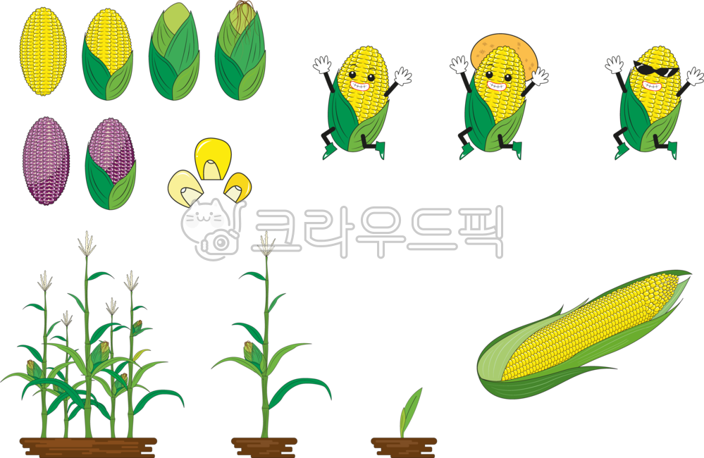 옥수수,옥수수콘,옥수수알갱이,옥수수차,옥수수수염차,햇옥수수,초당옥수수,옥수수체험,찰옥수수,강원도옥수수,여름,여름음식,여름채소,여름과일,시골체험,농촌체험,수확