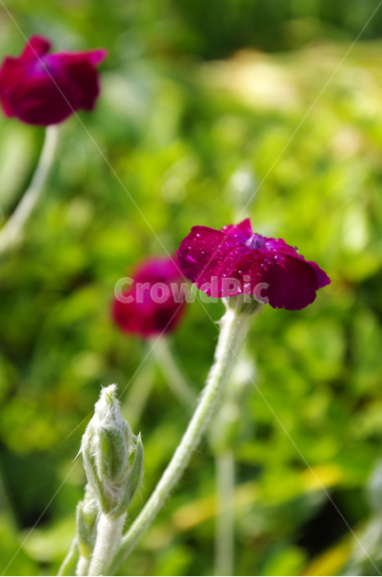 우단동자,꽃,식물,flower,plant,식물,자연,plants,nature,꽃,flower