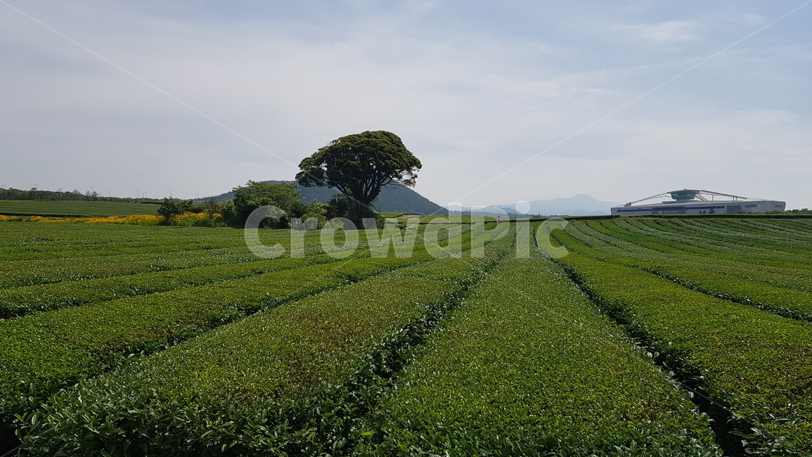 녹차,자연,nature,야외,들,outdoors,농업,농사,agriculture,farming,farming industry