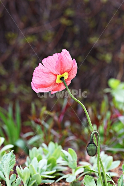 봄꽃,꽃,식물,자연,공원,배경,식물,자연,plants,nature,꽃,flower