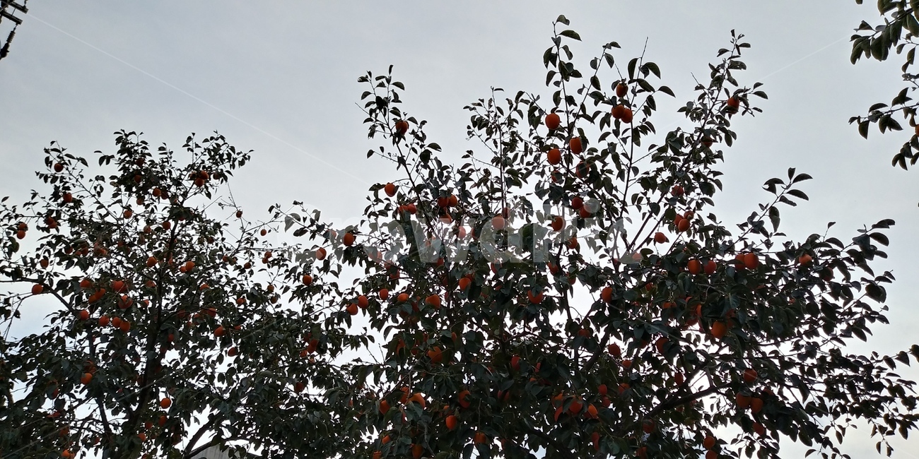 plant,식물,감,감나무,나무,나무,trees,wood