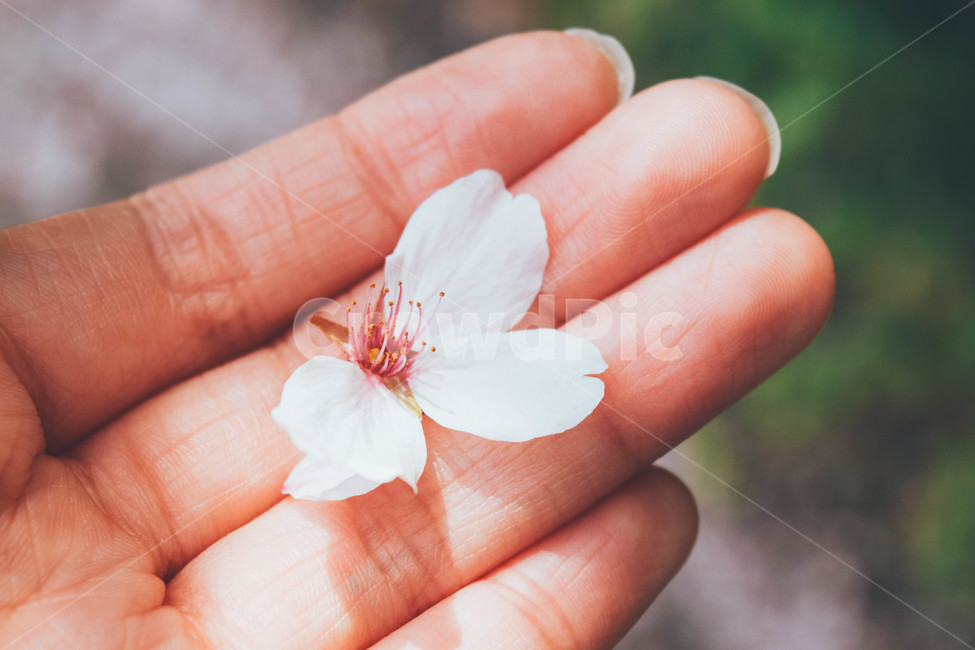 손,hand,꽃,flower,자연,감성,아름다운,꽃잎,봄,벚꽃,nature,산책,spring,봄,계절,spring,season,꽃,flower,감성,sensible,feeling,plant,식물