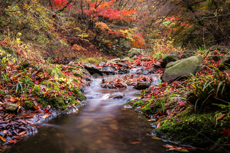 잎,자연,nature,물,water,tree,outdoors,plant,식물,leaf,내장산,산,옥외,나무,가을,단풍,가을,계절,fall,autumn,season,자연,풍경,nature,landscape