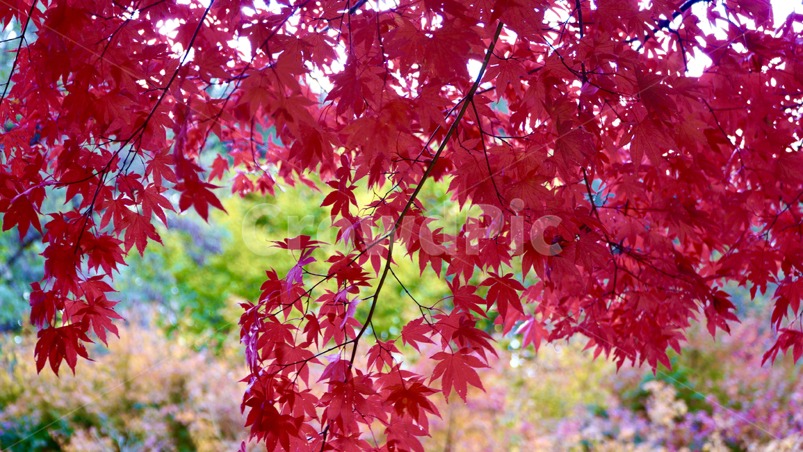 leaf,잎,plant,식물,tree,나무,maple,단풍,가을