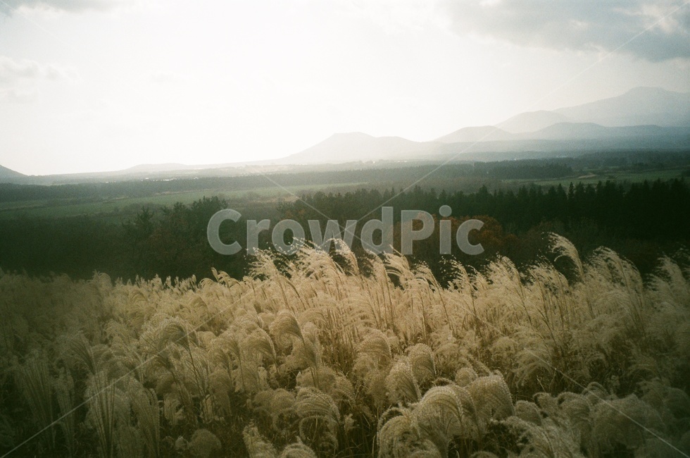 제주오름,산굼부리,억새,들판,산책로,황금빛,하늘,필름사진,자연,풍경,nature,landscape,plant,식물,grass,잔디,lawn,reed,갈대