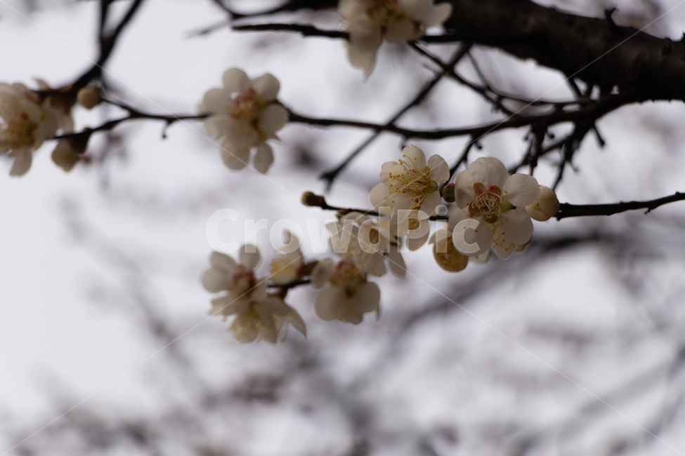 매화,매화꽃,매실꽃,백매화,흰매화,봄,계절,spring,season,식물,자연,plants,nature,꽃,flower,plant