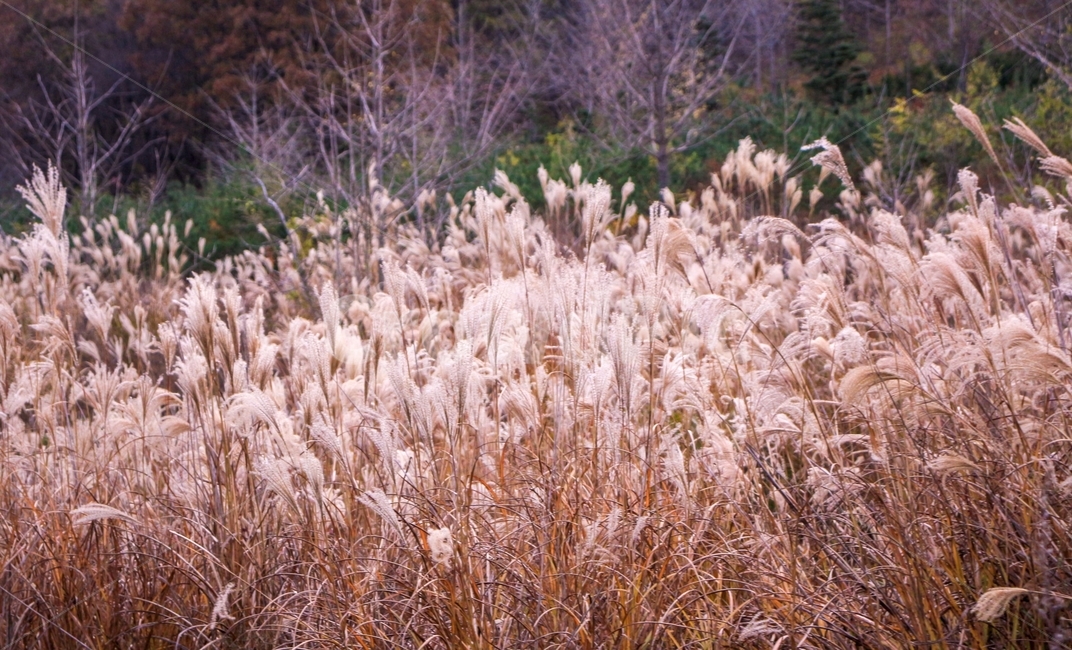 가을,갈대,자연,풍경,autumn,추색,가을,계절,fall,autumn,season,식물,자연,plants,nature,grass,잔디,plant,lawn,reed