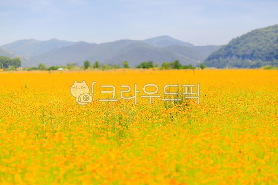 ecological park,forest,In May,yellow,flower garden,spring,spring flowers,Field,petal,sight,season,park,meadow,nature,grassland,flower,outdoor,field,outdoors,golden pheasant soup