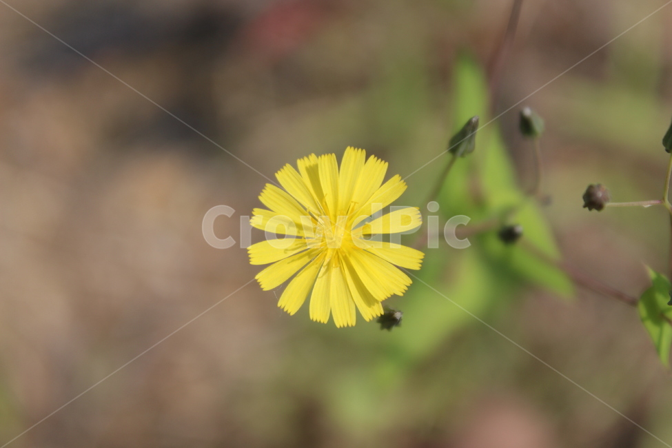 꽃,flower,yellow,노란색,노란꽃