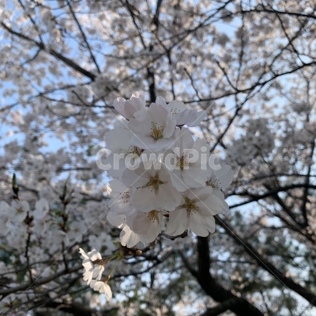 벚꽃,봄,꽃,자연,식물,배경,spring,plants,nature,flower,tree,흰색