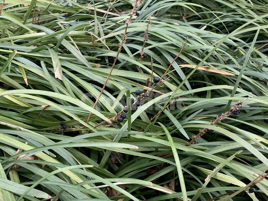풀,까만열매,썪은열매,식물,plant