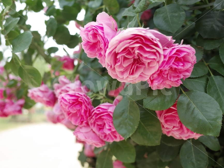 꽃,장미,여름,봄,계절,여행,식물,자연,plants,nature,꽃,flower