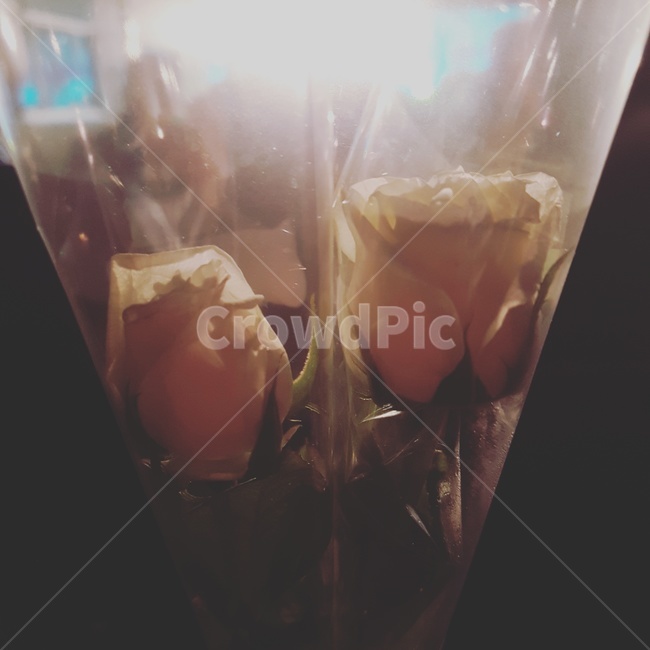 장미,꽃,꽃다발,갬성,감성,꽃,flower,기념일,축하,anniversary,congratulation,celebrate,celebration
